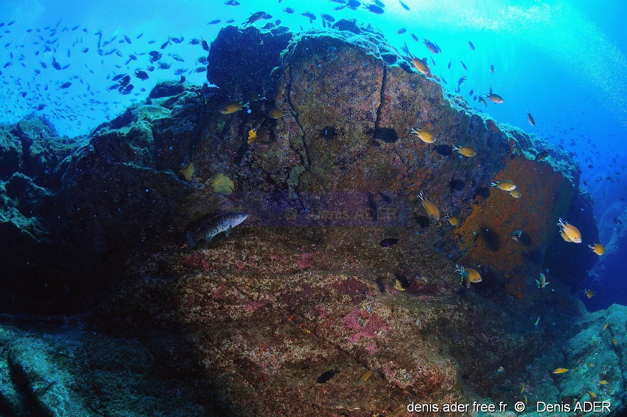 Mycteroperca fusca-Chromis limbatus demoiselle des acores ambiance Acores Maria Basse Maya-10m-20170819-ADER-DSC_9283_tn_tn.jpg